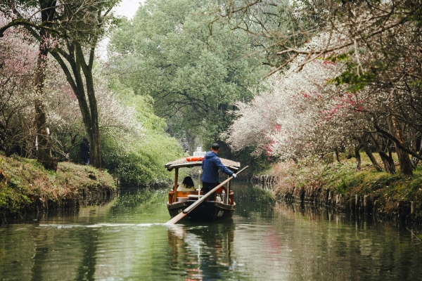 杭州西溪濕地，河岸梅花盛開。圖片來(lái)源：視覺中國(guó)